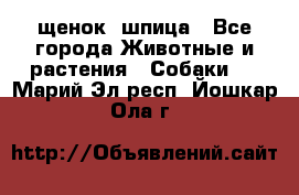 щенок  шпица - Все города Животные и растения » Собаки   . Марий Эл респ.,Йошкар-Ола г.